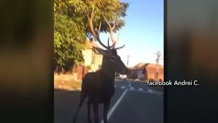 Cerb rătăcit în mijlocul drumului, trafic blocat VIDEO