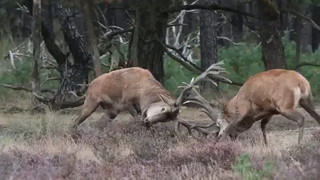Războiul cerbilor. Imagini spectaculoase filmate în pădurile României VIDEO