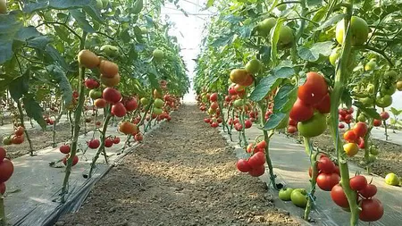 Guvernul prelungeşte perioada de valorificare a produselor pentru producătorii de roşii în sere şi solarii