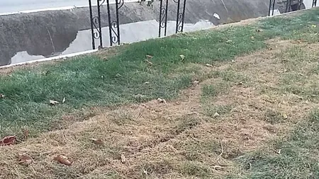 Gazonul din centrul Sebeşului, care a costat cam cât cel de pe Naţional Arena, s-a uscat după două luni