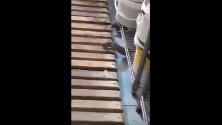 Imagini şocante într-o cofetărie din Brăila, şoarecii se plimbă prin laboratorul de prăjituri VIDEO