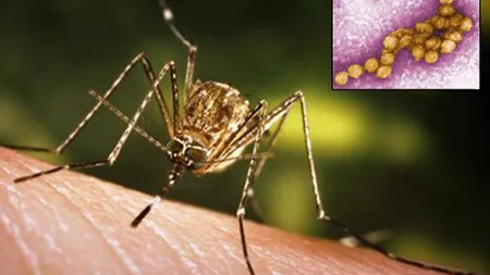 INSP: 52 de cazuri de infecţie cu virusul West Nile la nivelul întregii ţări