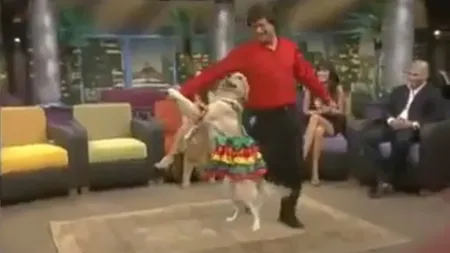 Imagini de senzaţie la o emisiune TV. Un câine dansează pe ritmuri latino VIDEO