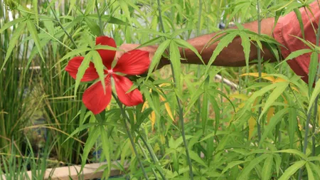 Un cuplu american a dat în judecată poliţiştii care i-au acuzat pe nedrept că sunt cultivatori de marijuana