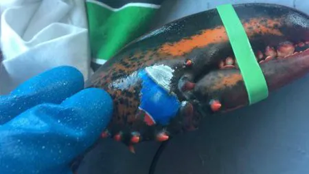 Un homar tatuat cu logo-ul Pepsi a fost prins de pescarii canadieni. Cum explică oamenii de ştiinţă