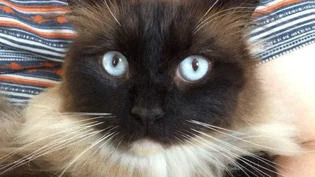 Este căutat un ucigaş de pisici, la Londra. El a omorât deja peste 250 de animale