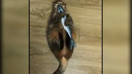 Cea mai fericită pisică VIDEO