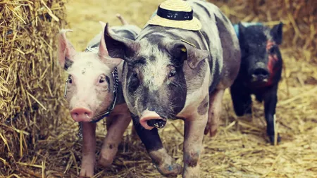 BANI de porc pentru milioane de români de la Guvern