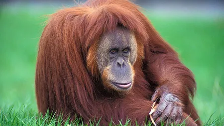 O nouă specie de urangutan, descoperită în insula indoneziană Sumatra