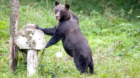 Un bărbat a fost atacat de urs în zona Făgăraş: A suferit răni la mâini şi la picioare