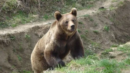 Opt urşi, văzuţi pe străzile staţiunilor de pe Valea Prahovei. Jandarmii, chemaţi să intervină