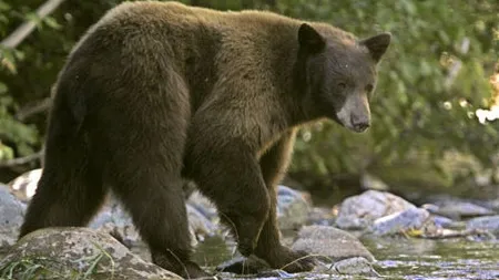 Bătrân de 91 de ani, atacat în propria curte de un urs, în Prahova