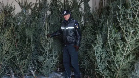 Aproape 400 de pomi de Crăciun, confiscaţi de poliţişti