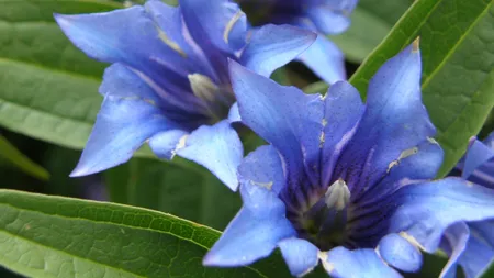 Cele mai bune 5 plante care îţi uşurează digestia