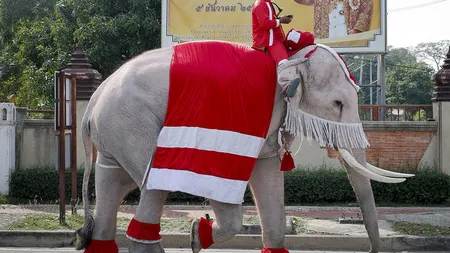 Moş Crăciun le-a făcut o surpriză mare elevilor de la o şcoală. A venit pe un elefant şi le-a adus cadouri