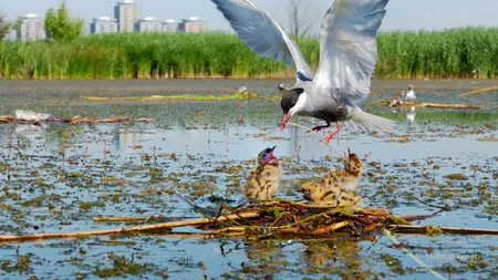 Parcul Natural Văcăreşti va avea un regulament: Care sunt activităţile interzise