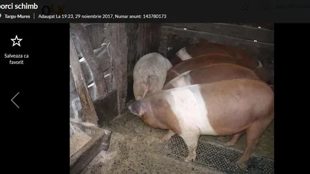 Schimb maşină, televizor sau telefon pe un porc de Crăciun. Românii, disperaţi să aibă carne de Sărbători