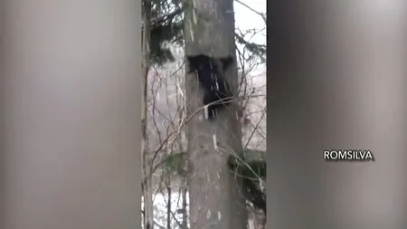 Imagini spectaculoase surprinse la Vidraru. O ursoaică şi puii ei au fost filmaţi de pădurari VIDEO