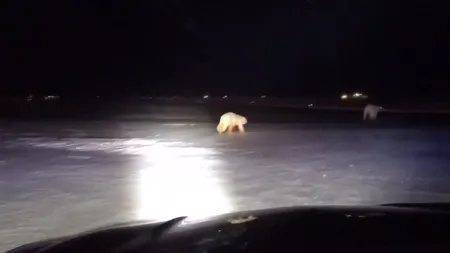 Doi urşi polari au ocupat un aeroport. Cei doi se joacă toată ziua pe pistă VIDEO
