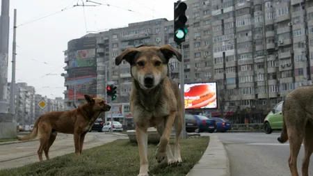 Mâncare OTRĂVITĂ pentru câini lângă o şcoală din BUCUREŞTI. 