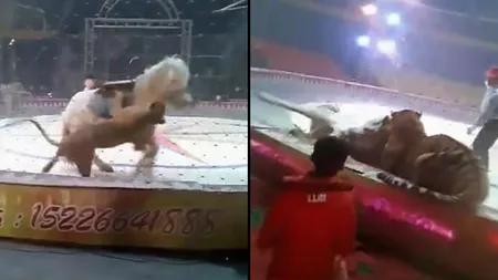 Imagini şocante filmate la circ. Un tigru şi o leoaică au atacat un cal VIDEO