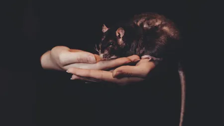 Ce înseamnă când visezi şobolani. Totul depinde de sentimentele tale. Află semnificaţia