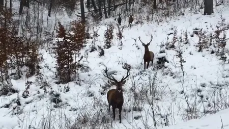 Patru cerbi, filmaţi într-o pădure din Caraş-Severin VIDEO