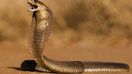 O cobră gigantică a provocat un ambuteiaj în Vietnam. Imagini de colecţie VIDEO