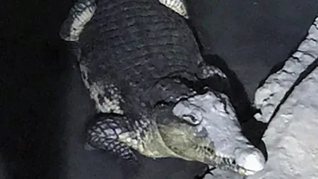 Căutau arme, dar au dat peste un crocodil de doi metri. Descoperire şocantă a poliţiştilor, în subsolul unei case