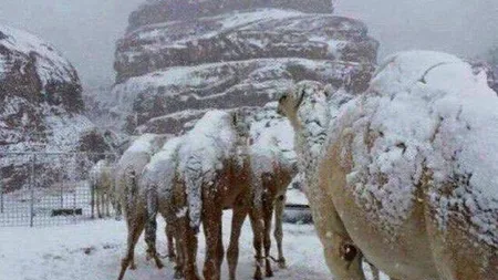 Ninsoare abundentă în deşert. Imagini rare cu cămile înzăpezite