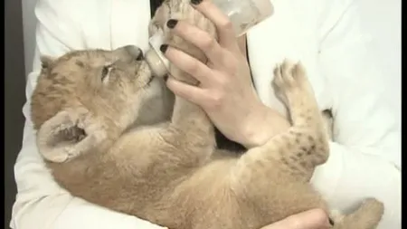 Pui de leu abandonat la Craiova. Părinţii adoptivi îi caută un nume VIDEO