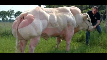 Tauri crescuţi pentru carne. Arată mai înfricoşător decât culturiştii VIDEO INCREDIBIL
