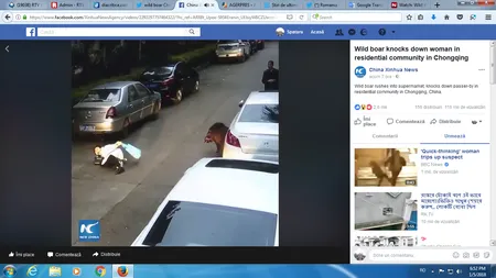 Mistreţul agresiv. Un porc sălbatic a atacat trecătorii şi a intrat într-un supermarket VIDEO