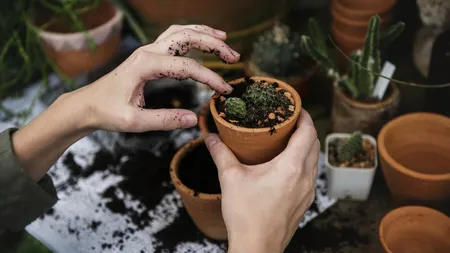 Plante de apartament. 8 motive pentru care ar trebui le ai în casă. Şi NASA le recomandă!