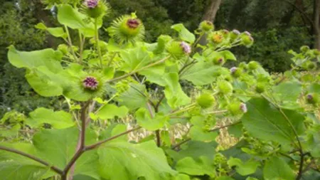 Planta-minune care vindecă SPONDILOZA cervicală creşte în toate şanţurile. Află ce este şi care e reţeta tămăduitoare