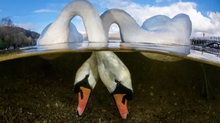 Cel mai important concurs de fotografie submarină şi-a desemnat câştigătorii. Cine sunt premianţii Underwater Photographer FOTO