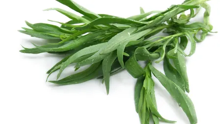 Această plantă înlocuieşte sarea şi piperul