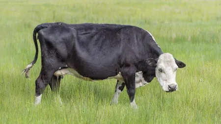 Un pensionar a primit interdicţie la toate fermele din Marea Britanie. Bătrânul e vinovat că se masturba în faţa vacilor
