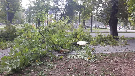 Copacii din Cluj-Napoca vor fi tăiaţi ştiinţific. Primăria şi-a luat tomograf pentru arbori