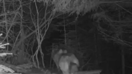 VIDEO CAMERE SUPRAVEGHERE: Doi lupi, filmaţi în Parcul Natural Putna Vrancea
