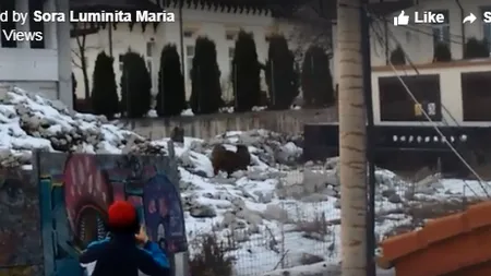 Panică printre medici şi pacienţi. Mistreţii coboară în curtea Spitalului Orăşenesc Sinaia, în căutare de hrană. VIDEO