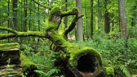 Polonia, acuzată de CJUE că a dispus tăieri în Pădurea Bialowieza, încălcând legislaţia europeană