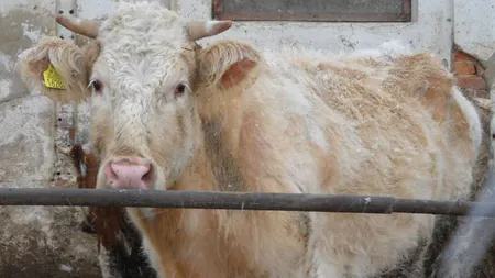 O VACĂ a evadat în drumul spre abator. Bovina s-a instalat pe o insulă şi atacă pe oricine pune piciorul pe 