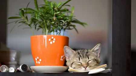Vampiri energetici. Plante de apartament şi animale de care să te fereşti. Ce plante şi animale sunt benefice în casă