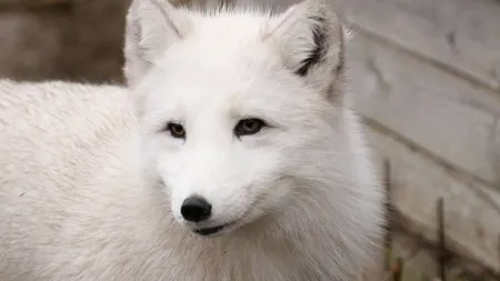 O vulpe polară de la Microrezervaţia din Constanţa a evadat. Animalul a fost prins după câteva ore şi dus înapoi