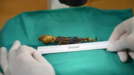 Adevărul TRAGIC despre extraterestrul din Atacama. Concluziile ultimului set de teste ADN
