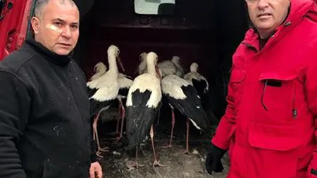 Berzele, în pericol din cauza vremii. Veterinarii dau sfaturi oamenilor să le hrănească pentru a supravieţui