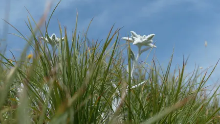 Floarea de colţ poate fi cultivată în grădină. Curiozităţi despre floarea-de-colţ