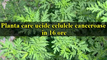 Aceasta este planta miraculoasă care ucide 98% din celulele canceroase în doar 16 ore