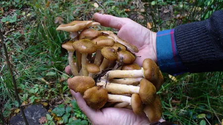 Nouă persoane, printre care 5 minori, intoxicati cu ciuperci. Cel mai mic are 1 an şi 11 luni